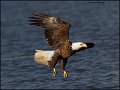 _2SB1868 american bald eagle